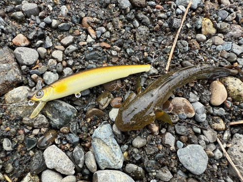 ヌマチチブの釣果