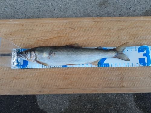アユの釣果
