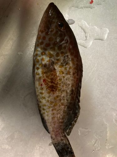 オオモンハタの釣果