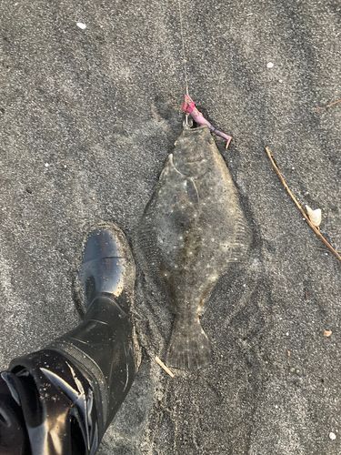 ヒラメの釣果
