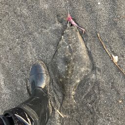 ヒラメ