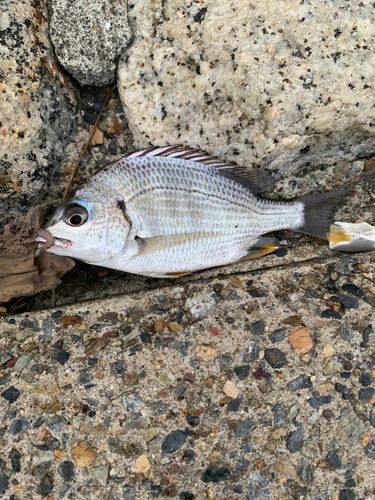 キビレの釣果