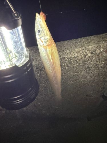 キスの釣果