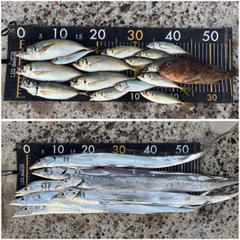 タチウオの釣果