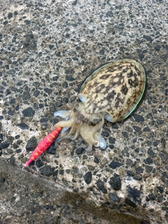 モンゴウイカの釣果