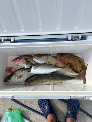ネリゴの釣果