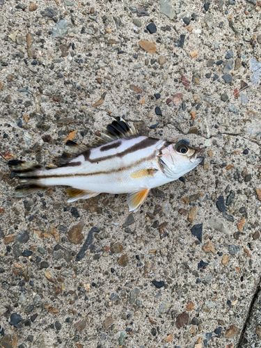 コトヒキの釣果