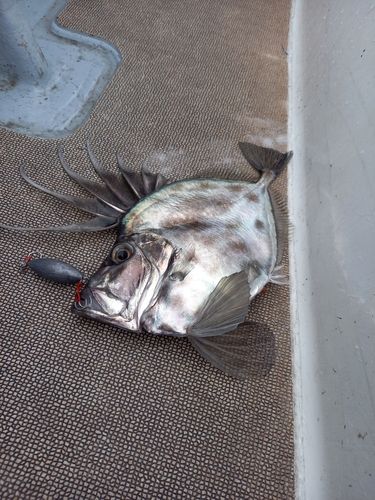 カガミダイの釣果