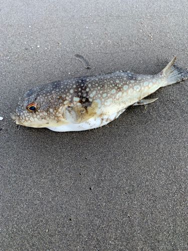 志布志湾