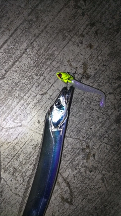 タチウオの釣果