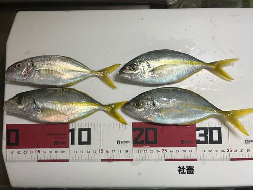 シマアジの釣果