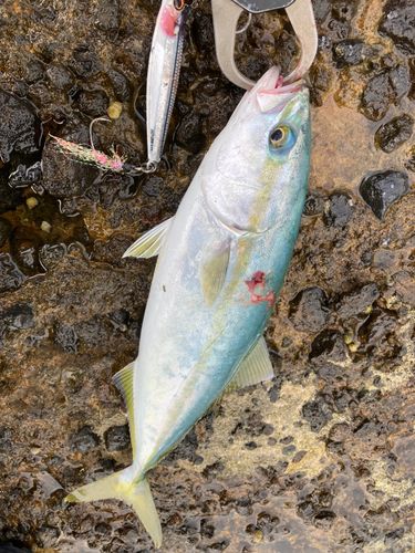 コゾクラの釣果