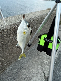ギマの釣果