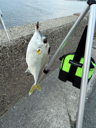 ギマの釣果