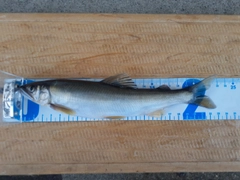 アユの釣果