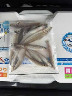 キスの釣果