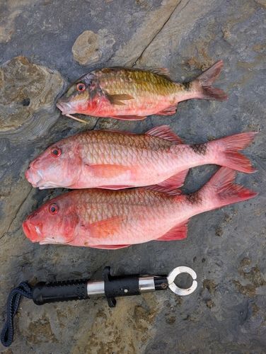 ホウライヒメジの釣果