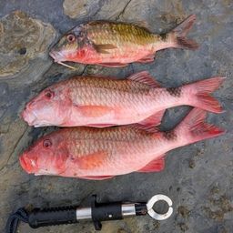 ホウライヒメジ