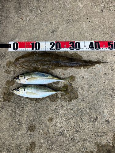 マゴチの釣果