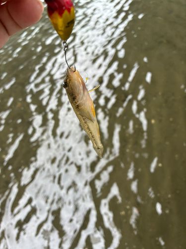 大師橋