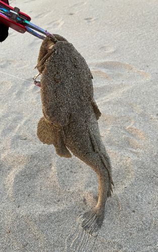マゴチの釣果