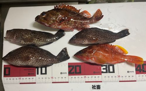 オオモンハタの釣果