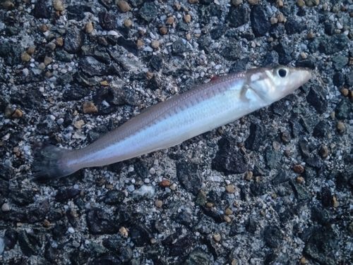 キスの釣果