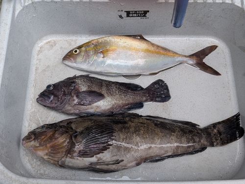 カンパチの釣果
