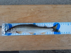 アユの釣果