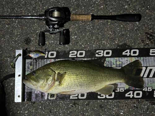 ブラックバスの釣果