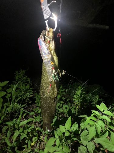 ナマズの釣果