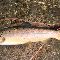 ブラウントラウト