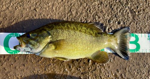 スモールマウスバスの釣果