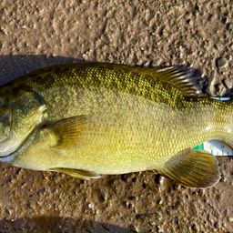 スモールマウスバス