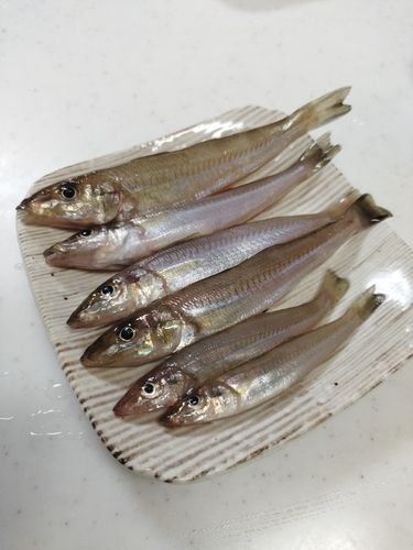 キスの釣果