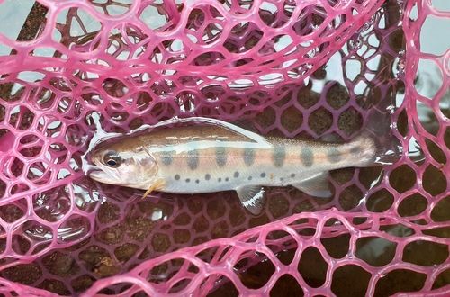 ヤマメの釣果