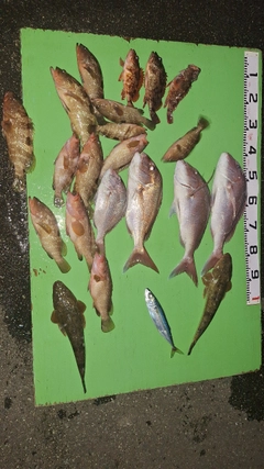 キジハタの釣果