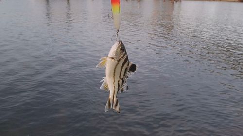 コトヒキの釣果