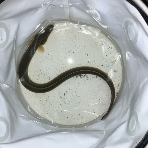 ウナギの釣果