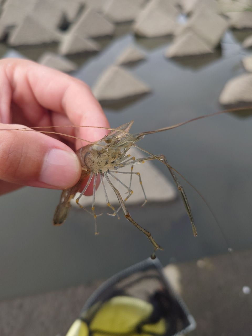 テナガエビ