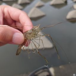 テナガエビ