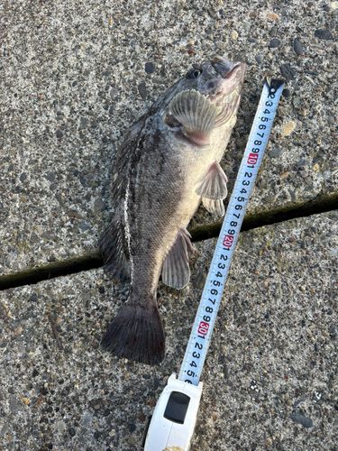 クロソイの釣果