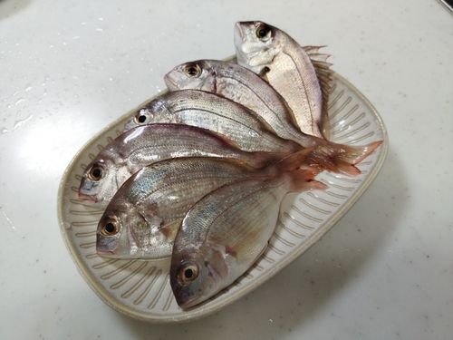 チャリコの釣果