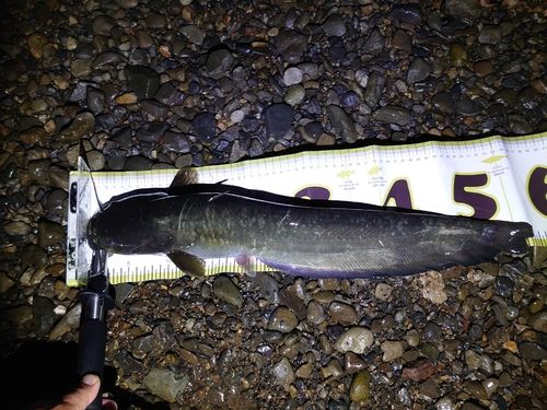 ナマズの釣果