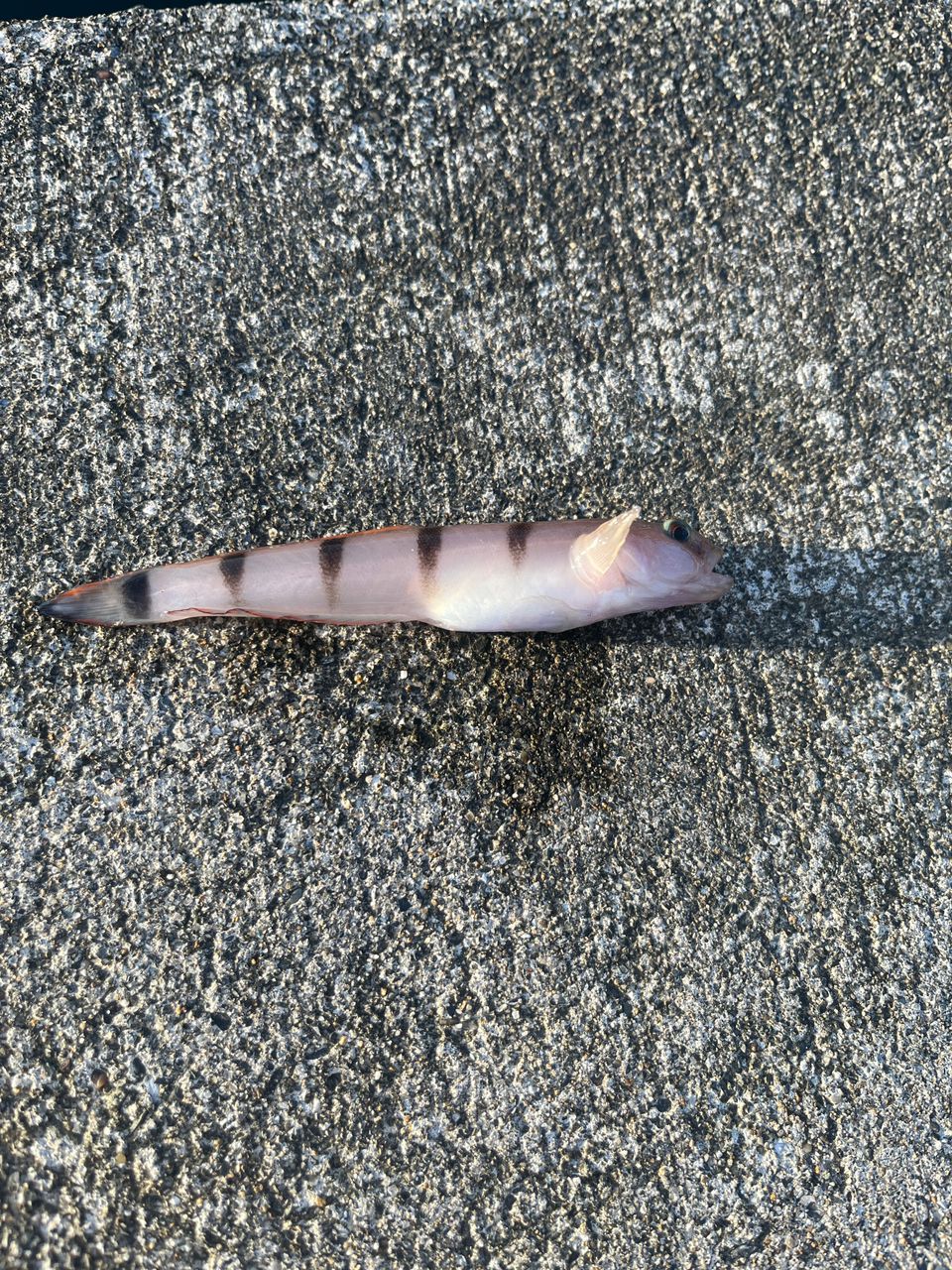 アカメバル