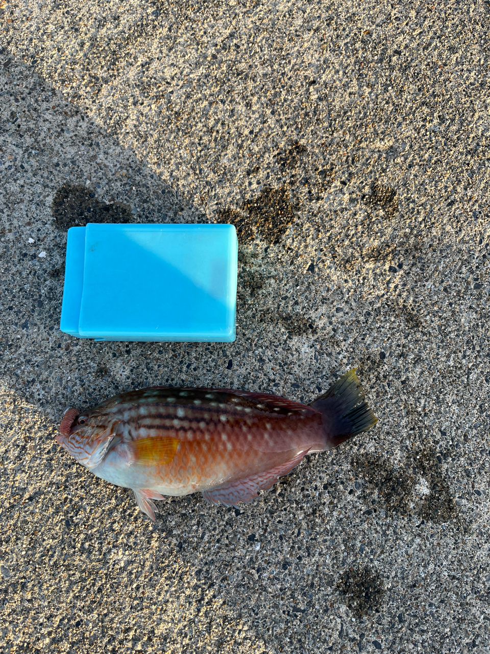 アカメバル
