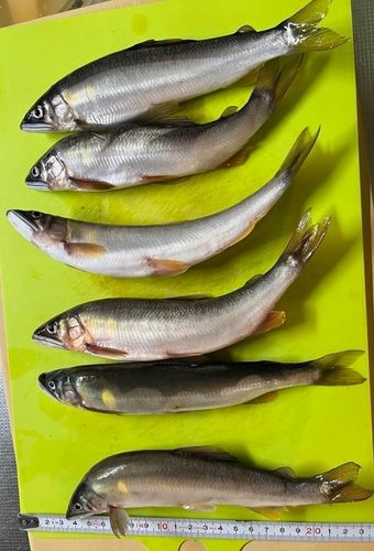 アユの釣果