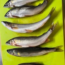 アユ