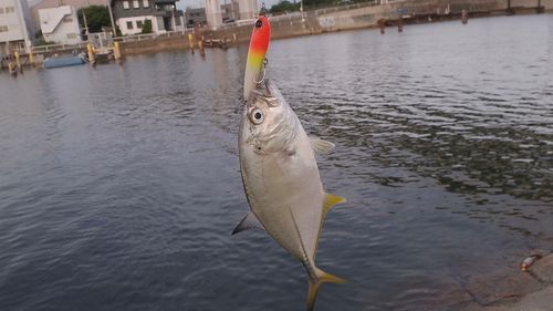 メッキの釣果