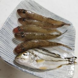 ハゼ